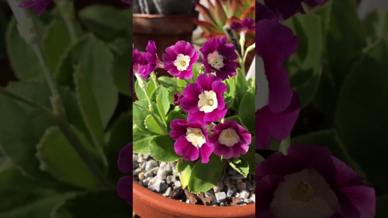 What a lovely plant - auricula.