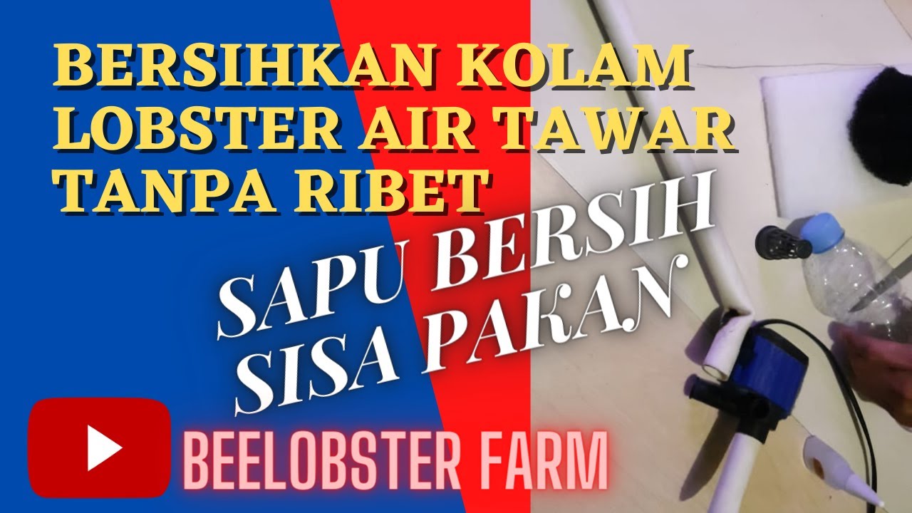 alat sedot sisa pakan lobster air tawar