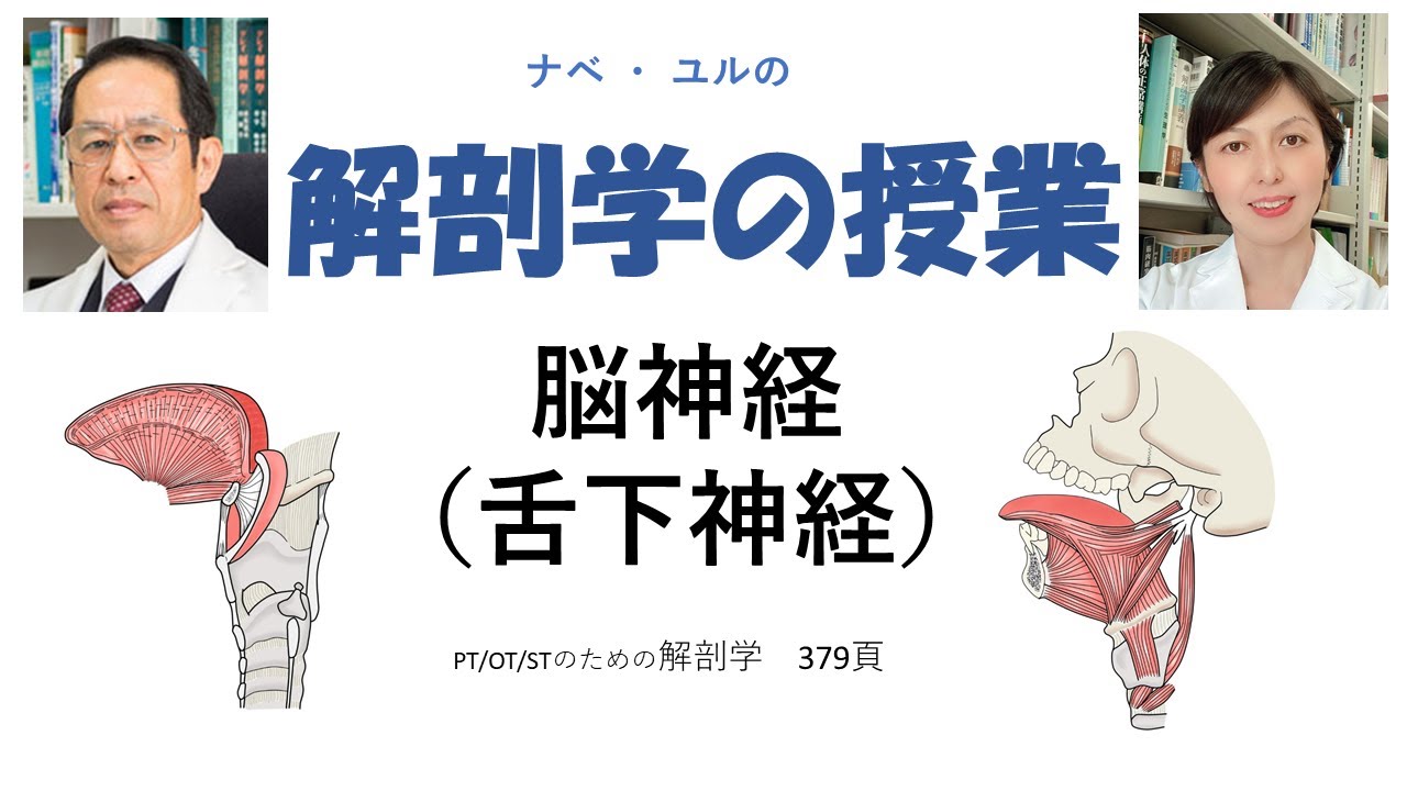 脳神経：舌下神経
