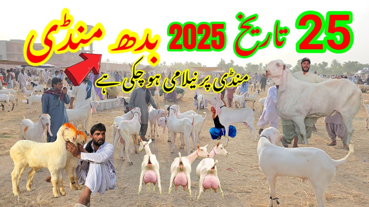 25 June 2025 منڈی پر لیلامی ہو چکی ہے Buddh Mandi Dera Ghazi Khan Mundra Mandi 2025