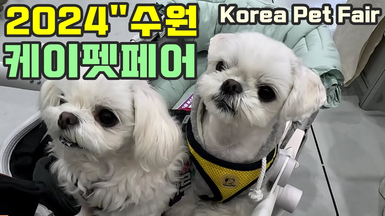수원 메쎄 2024 케이펫페어 / 말티즈 3마리와 함께한 수원펫쇼! / Korea Pet Fair / dog daily vlog