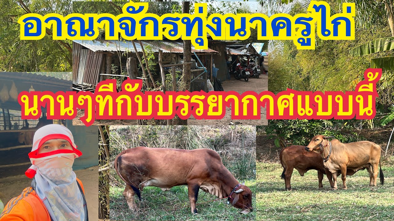 นานๆทีกับบรรยากาศแบบนี้ อาณาจักรท้องทุ่งนาครูไก่ #ครูไก่เพชรบ้านแพง #สาวน้อยเพชรบ้านแพง