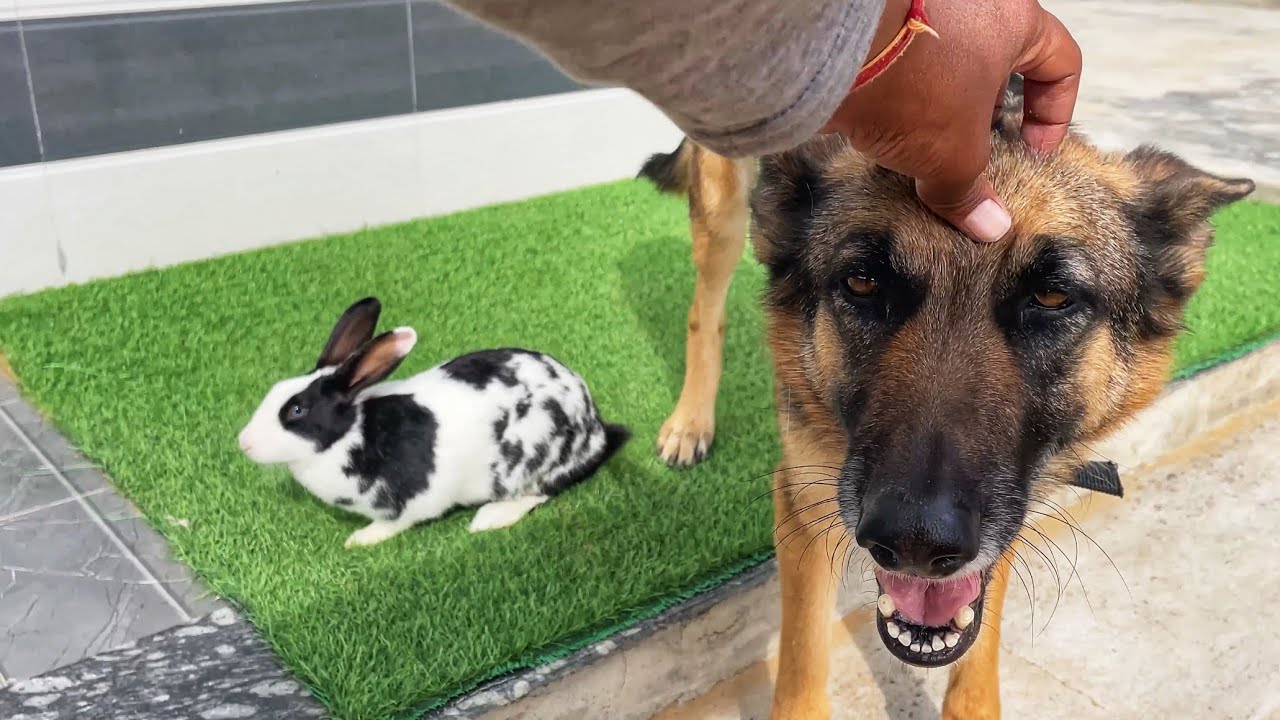 Adorable Dog and Cute Baby Bunny Enjoying HEAD MASSAGE Together 