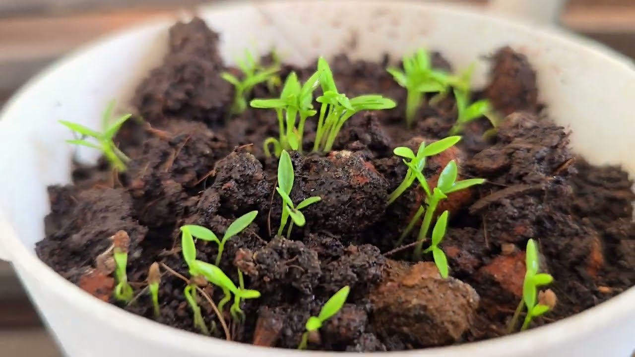 Pot and Bloom | Herb Combo Unboxing #potandbloom #homedecor #homeplanting #balconygarden 