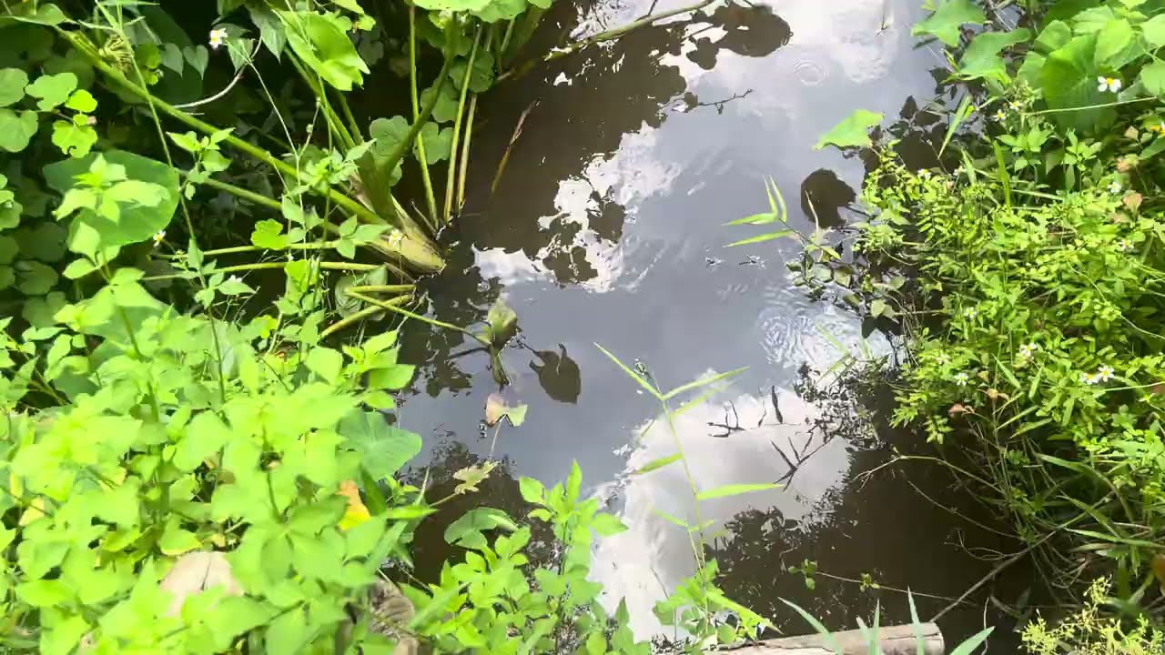 Vietnam Expat - awesome pond within a forest. 