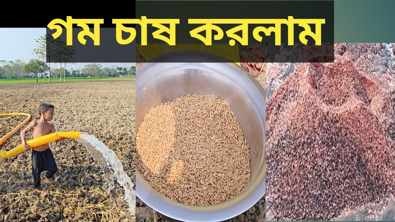  “প্রথমবার গম চাষ করলাম | কী হবে ফল? 🌾” @faruk Agro journey 