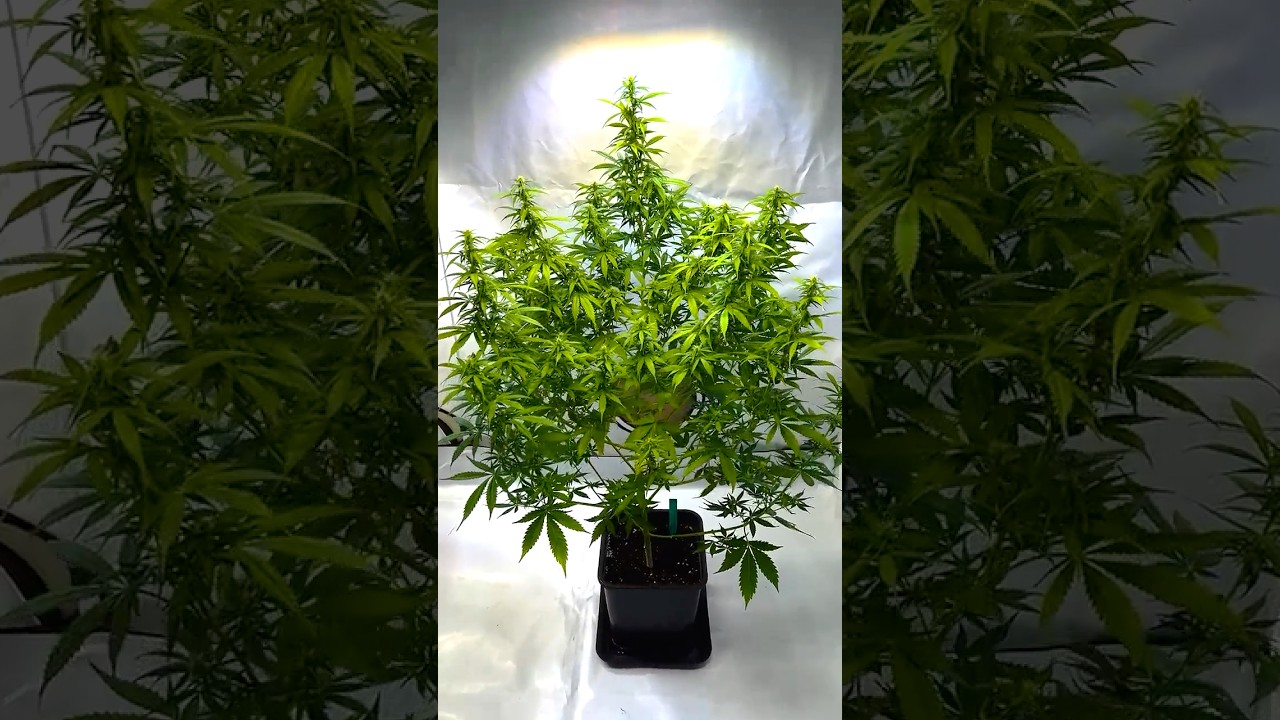 Plant Development &ndash; Early Flowering Phase in Indoor Setup Strain: Critical Kush Automatik