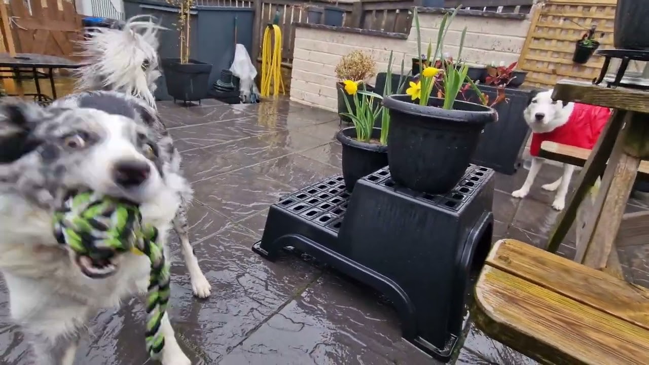 Collie play date #2: Learner-alpha Jess & shy-but-social Joe