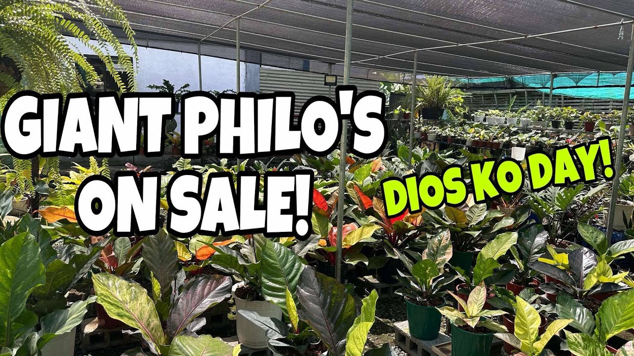 OVERLOAD GIANT PHILOS ||DONT MISS OUT!!! VIOLY'S GARDEN #everyone #gardening #garden