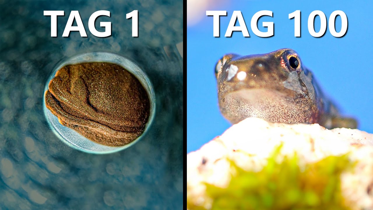 100 Tage Fr&ouml;sche z&uuml;chten