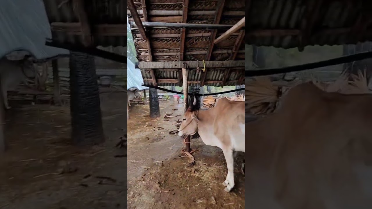summer rain#wind#village#farm#nature#cattle#@Adithya's farm