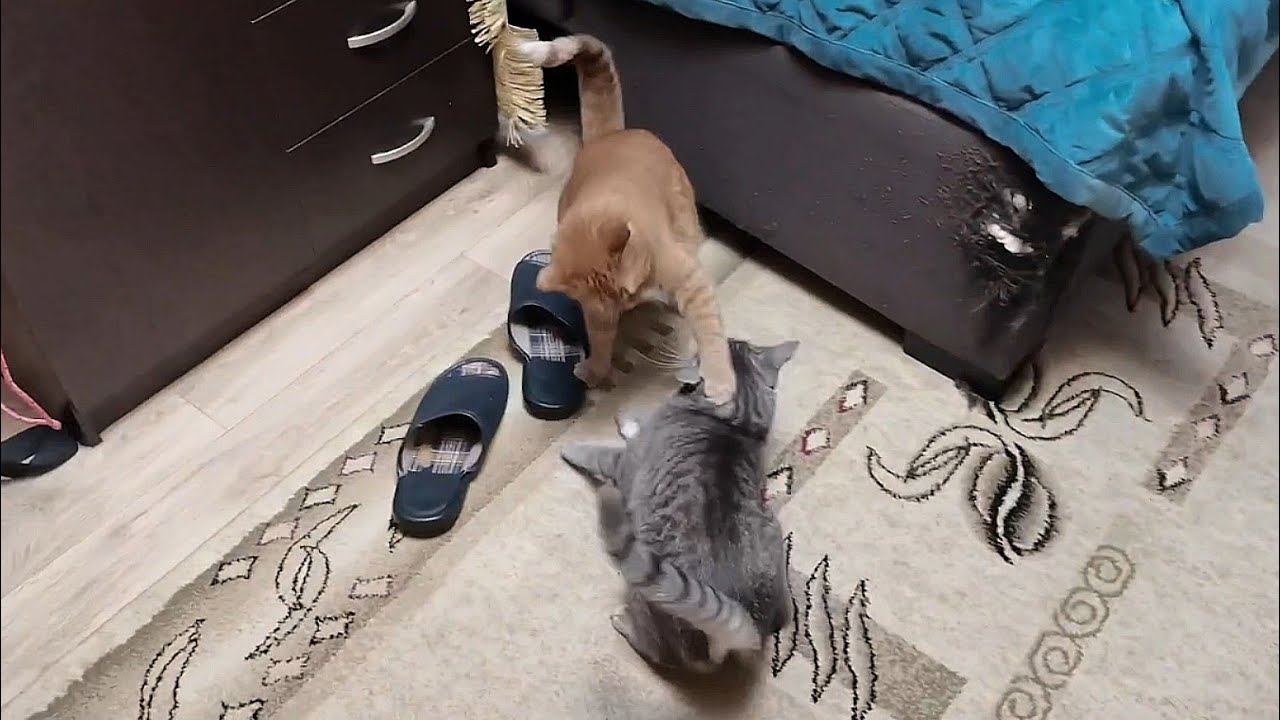 Очередная подборка сюжетов с озвучкой 😼🙀 #озвучка 