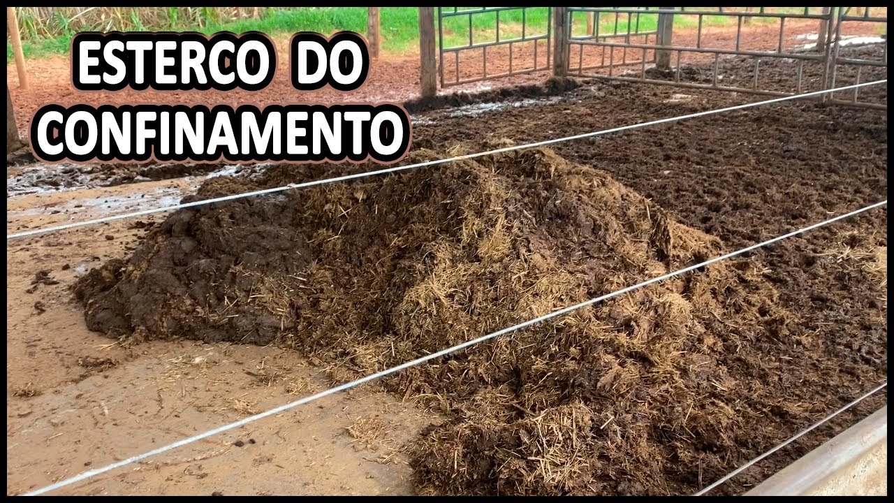ESTERCO DO CONFINAMENTO - ADUBO ORGÂNICO #gado #aduboorgânico #confinamento