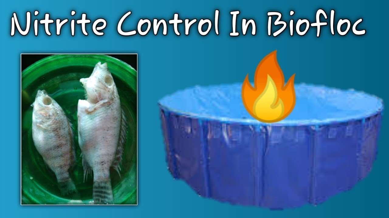 Nitrite (No2) Control In Biofloc 🔥🔥 Biofloc Fish Farming India