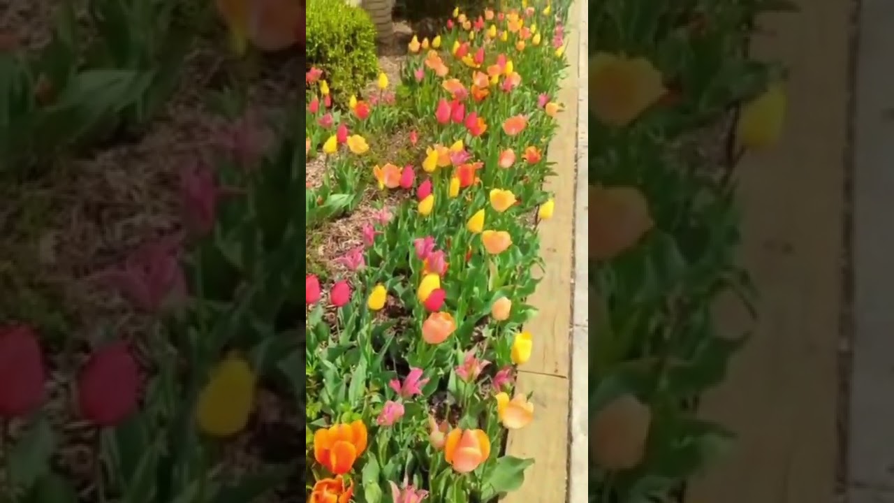 Tulipa Gesneriana