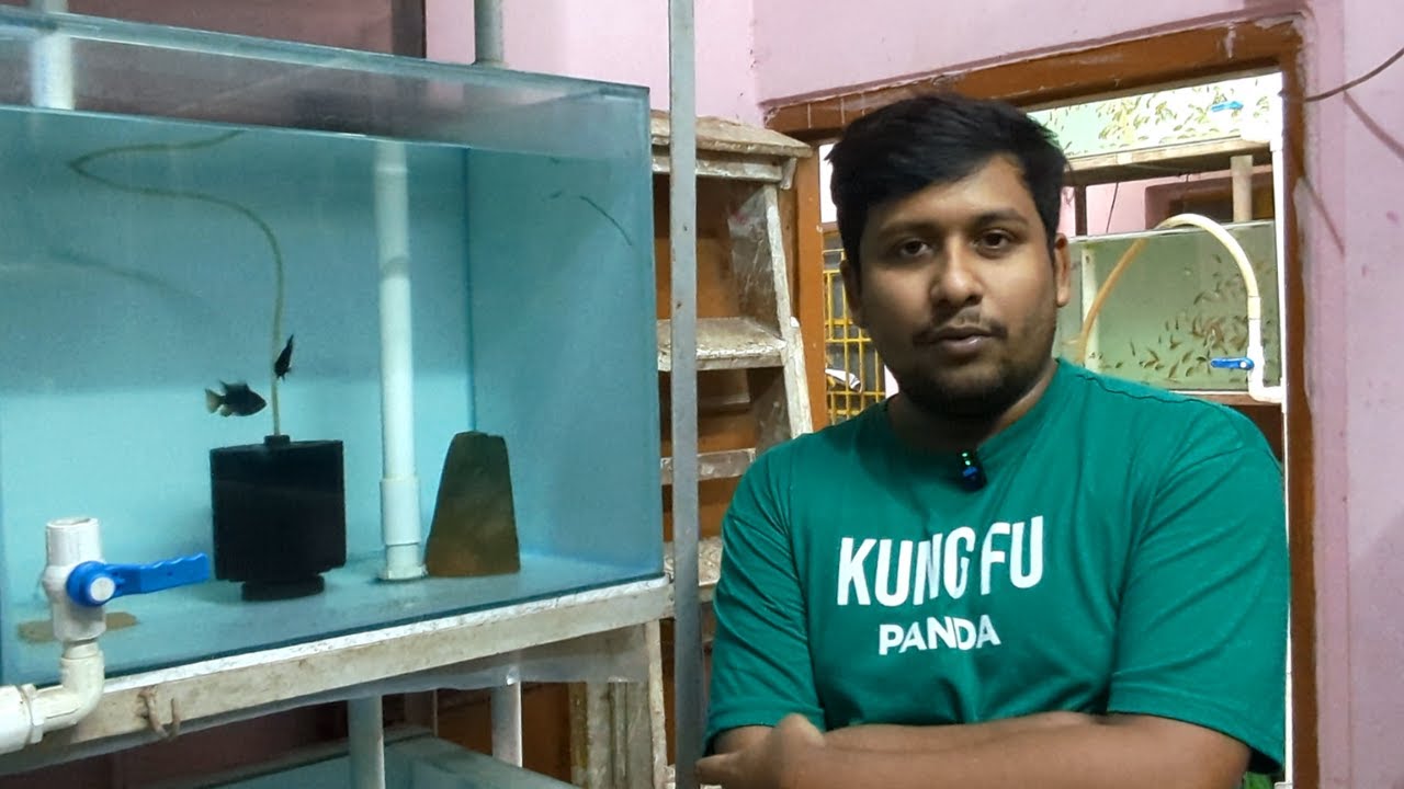 BLACK RAMS- Huge Stock available at MT Fishfarm | How to keep Ram Cichlids (GermanBlue, Black, Gold)