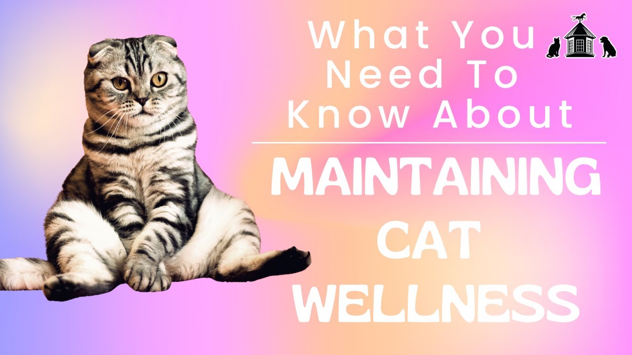 What You Need To Know About Maintaining Cat Wellness
