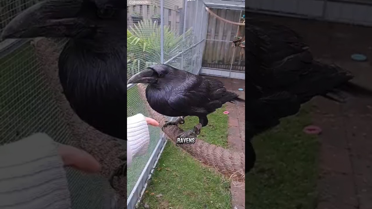 Ravens: The Smartest Animals You Don’t Want Beef With 🪶 #natureismetal
