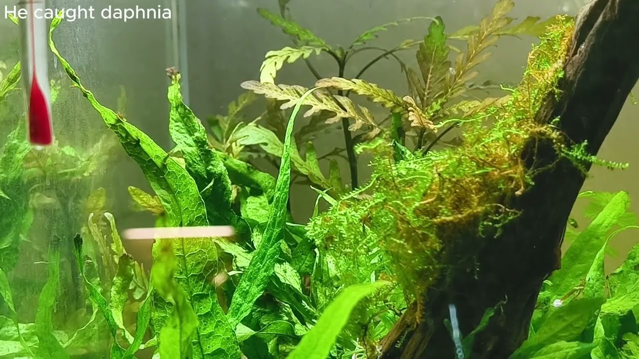 Sparkling Gourami - Trichopsis pumila