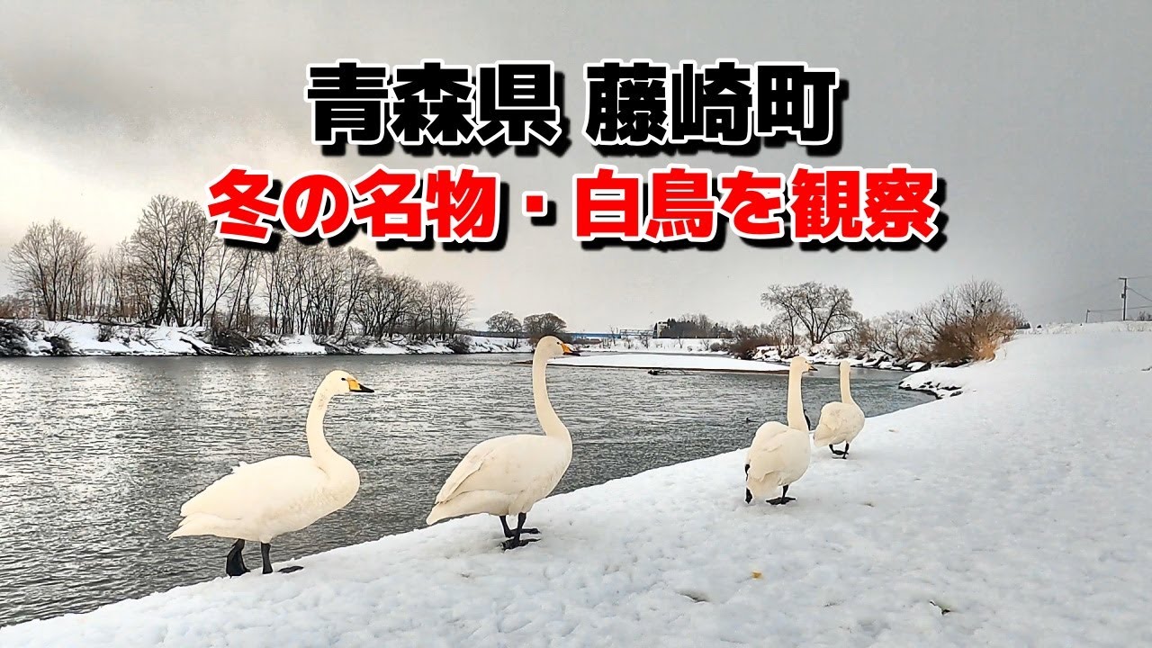 【まちめぐり】藤崎町を散策！白鳥とふれあい、味噌ラーメンを食べて、丘の上のカフェに行ってきた！！