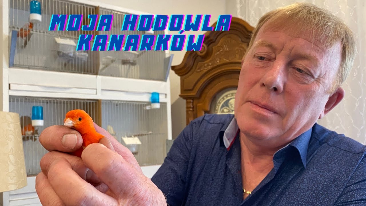 MOJA HODOWLA KANARKÓW- MIREK SZOŁTYSEK OFFICIAL
