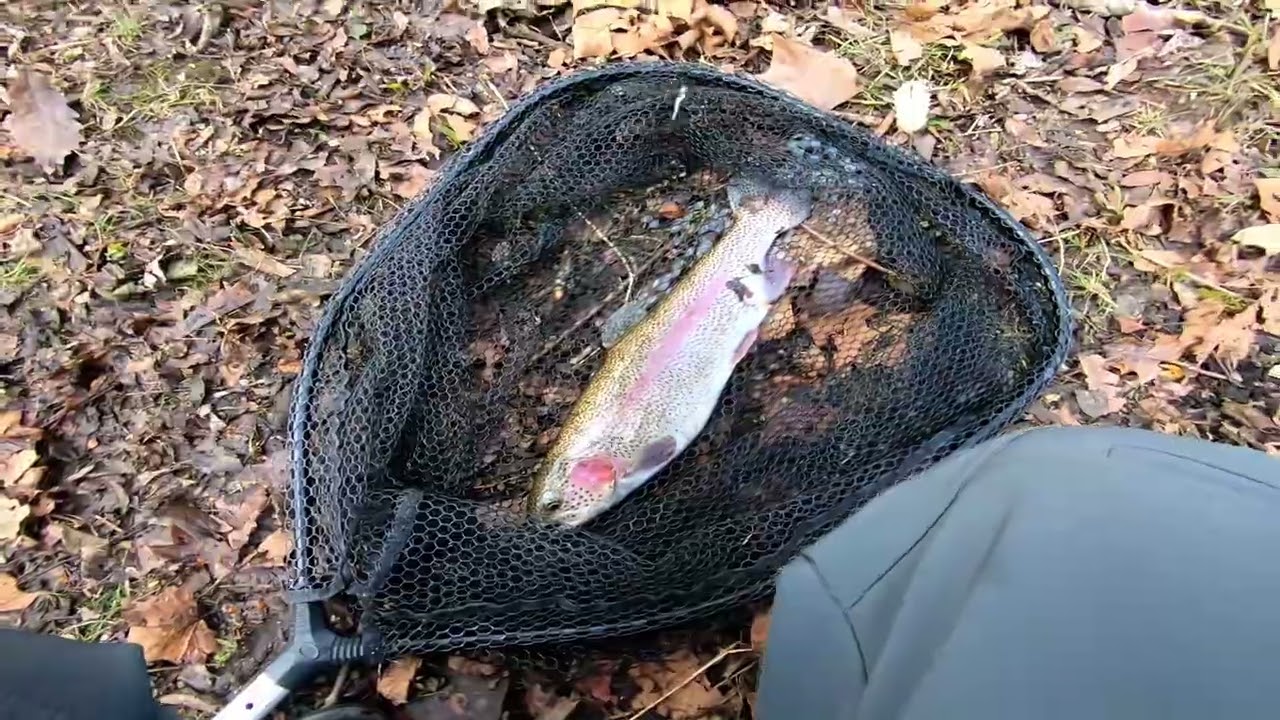 Bank Fishing For Big Rainbow Trout
