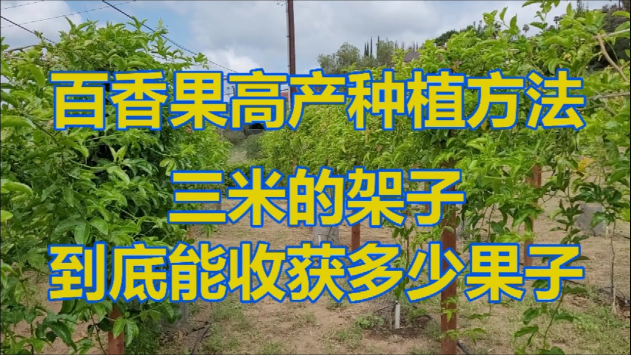 百香果高产种植方法：550平米年产超万磅