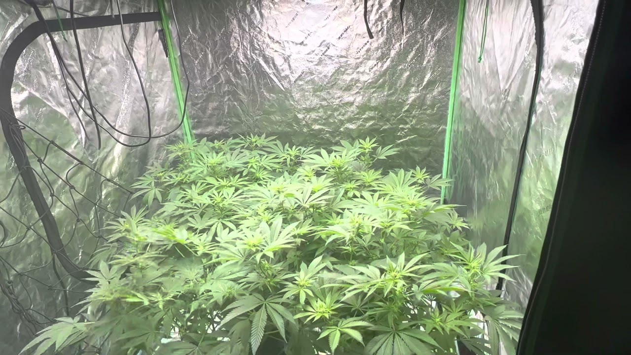 Week 2 flowering Skywalker Og and Og Kush