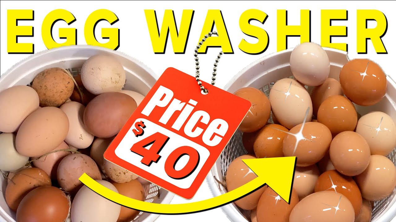 DIY Chicken Egg Washer for Under $40