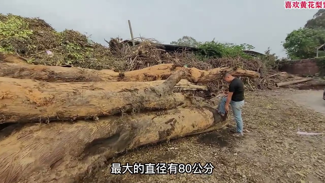 工地施工挖出20多吨千年阴沉木，切口颜色像碳一样黑，且坚硬无比
