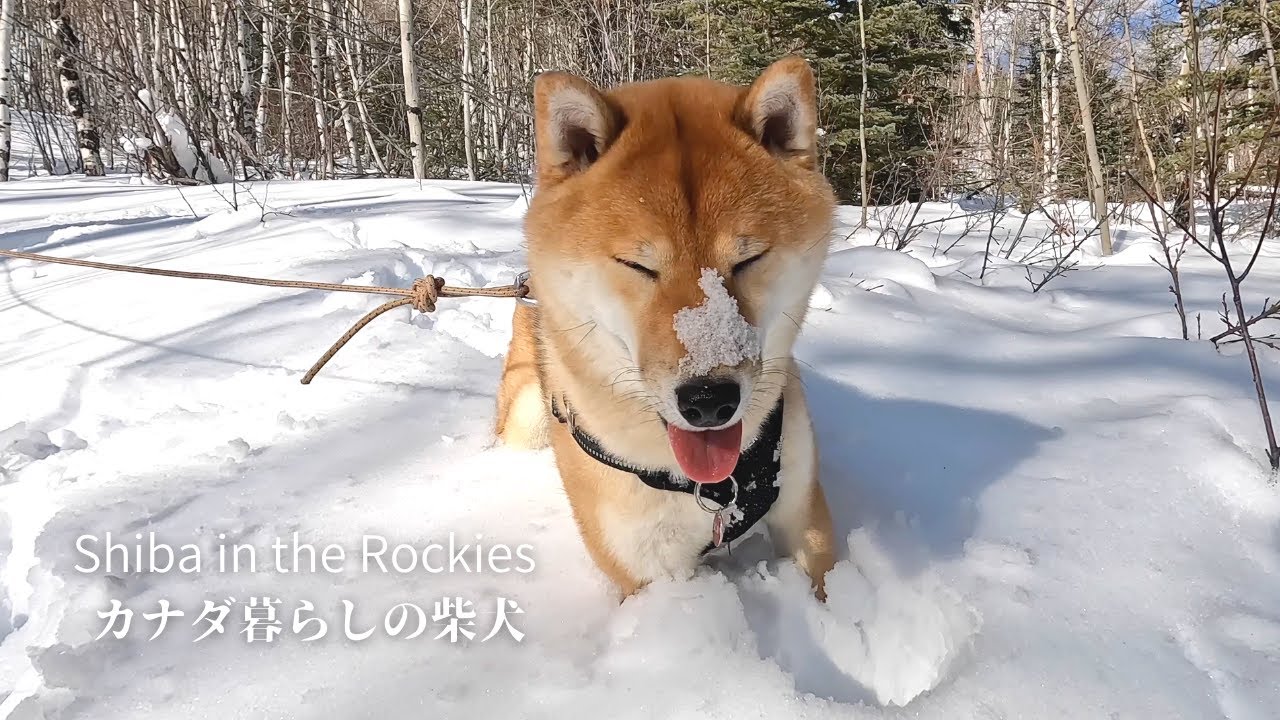 大好きなカナダの森で１歳の誕生日を迎えた柴犬ソラ【4K】