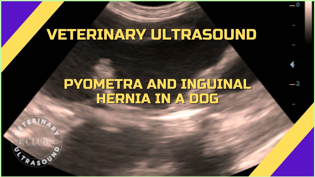 Pyometra and inguinal hernia in a dog