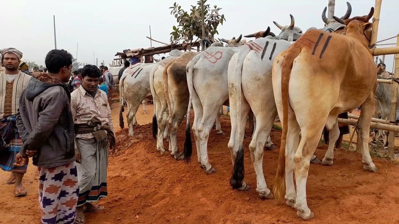 রাজশাহী সিটি হাট থেকে ইন্ডিয়ান বলদ গরুর দাম দেখুন | Rajshahi city cow market
