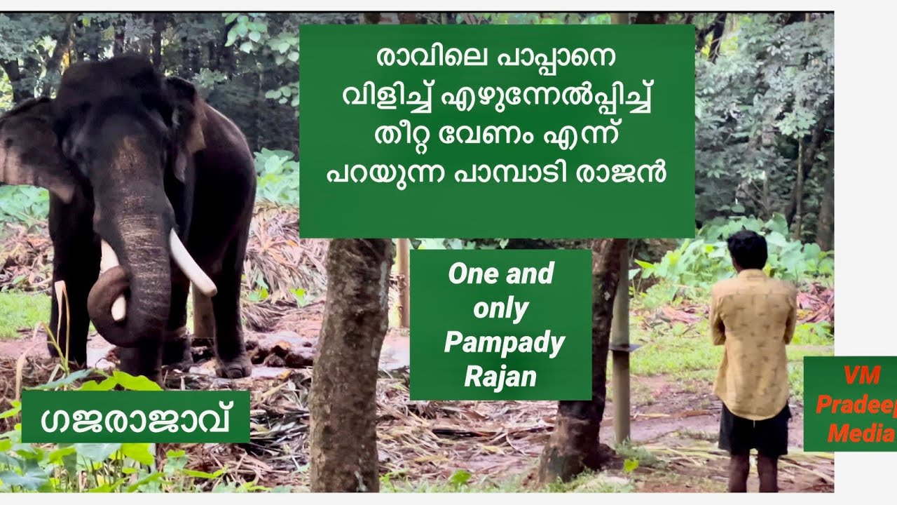 Pampadi Rajan പാപ്പാനെ രാവിലെ വിളിച്ചുണർത്തി ആവശ്യം തീറ്റവേണം#vmpradeepmedia#keralaelephant