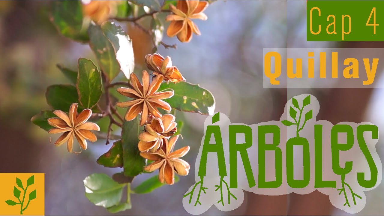 Árboles Documental // Capítulo 4: Quillay \ Nativo