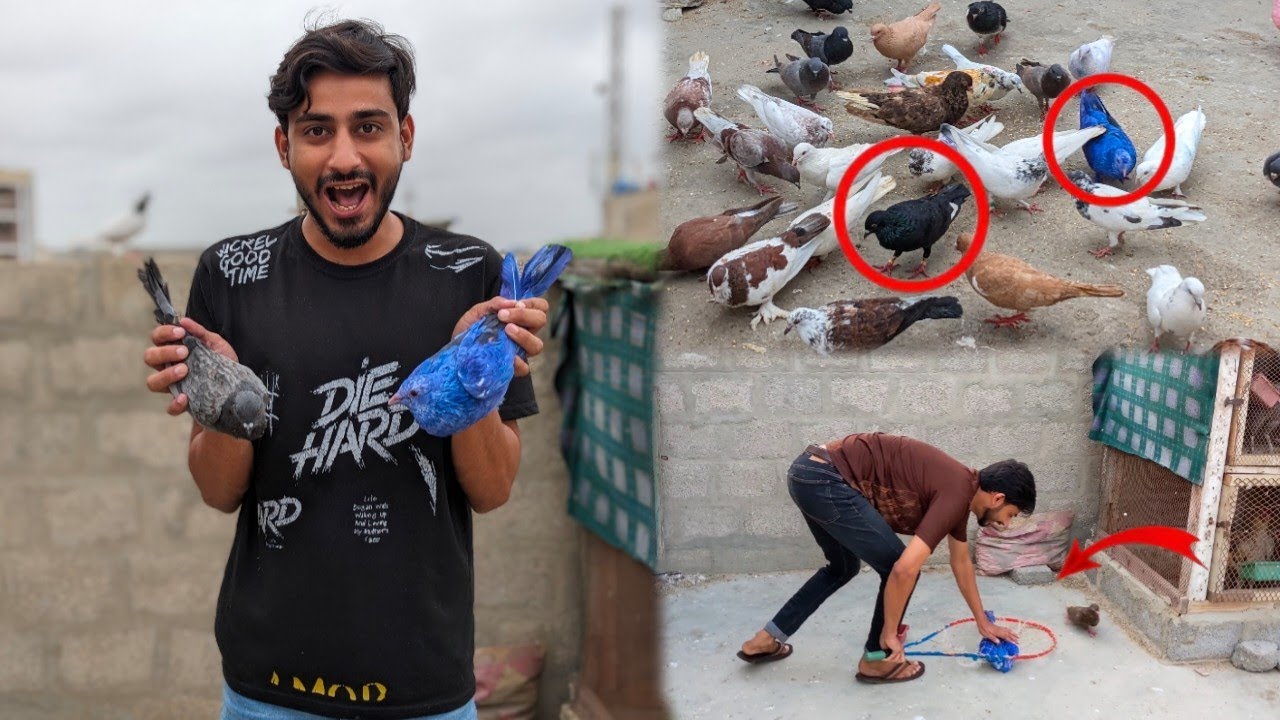 2 kabootar pakda Liya 🥳 aur ya kia hua 😮 how to check pigeon 