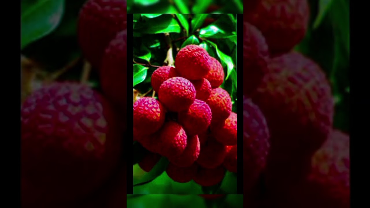 😍China 3 Licu 🍓🍓#licu#fruit #fruitcutting #short #shorts #viralshorts#vairal @F_N_ #subscribe