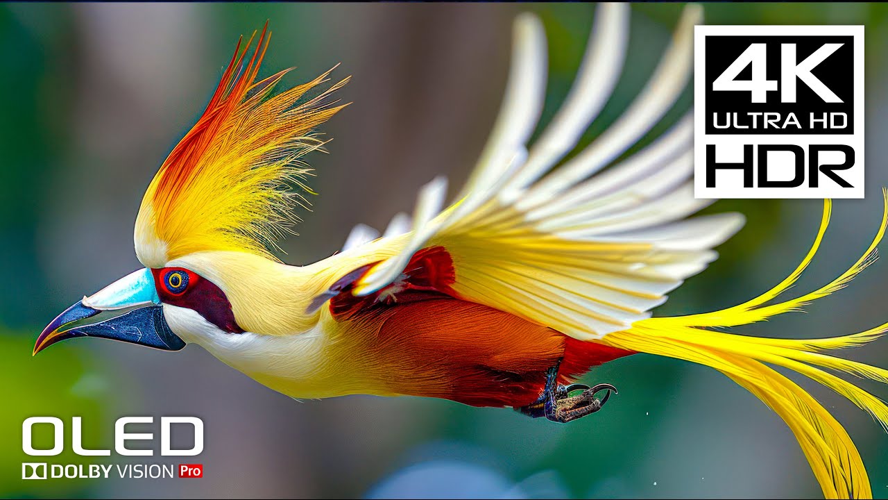 AMAZING 4K HDR 120FPS - Dolby Vision