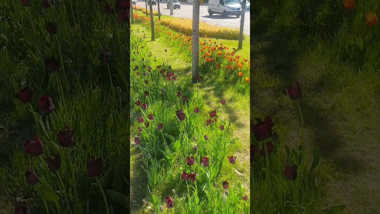 #shorts #nature #spring #tulip #sakura #flowers #квіти #тюльпани #сакура #youtube #youtubeshorts