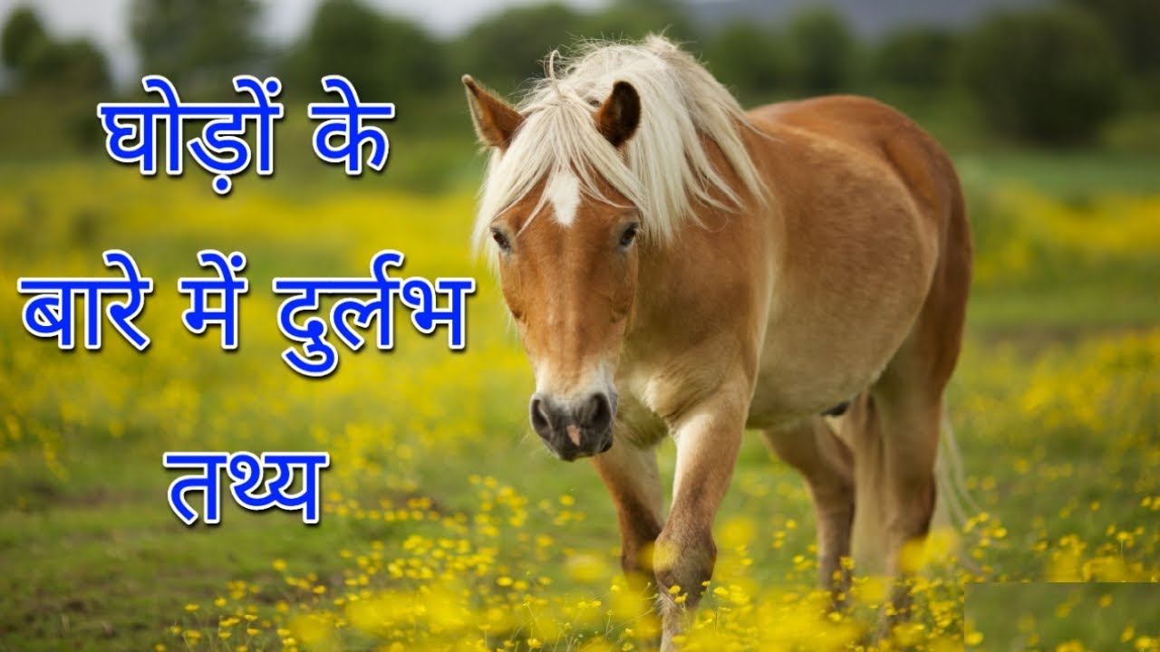 10 Rare Facts about Horses | घोड़ों के बारे में दुर्लभ तथ्य | Hindi Documentary