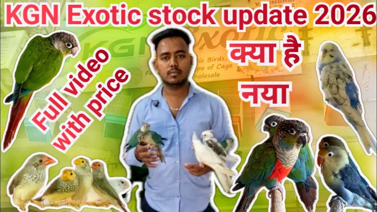 KGN Exotic Ahmedabad 2026 price update # Ahmedabad, Exotic hand Tamed birds with price #Rambobudgies