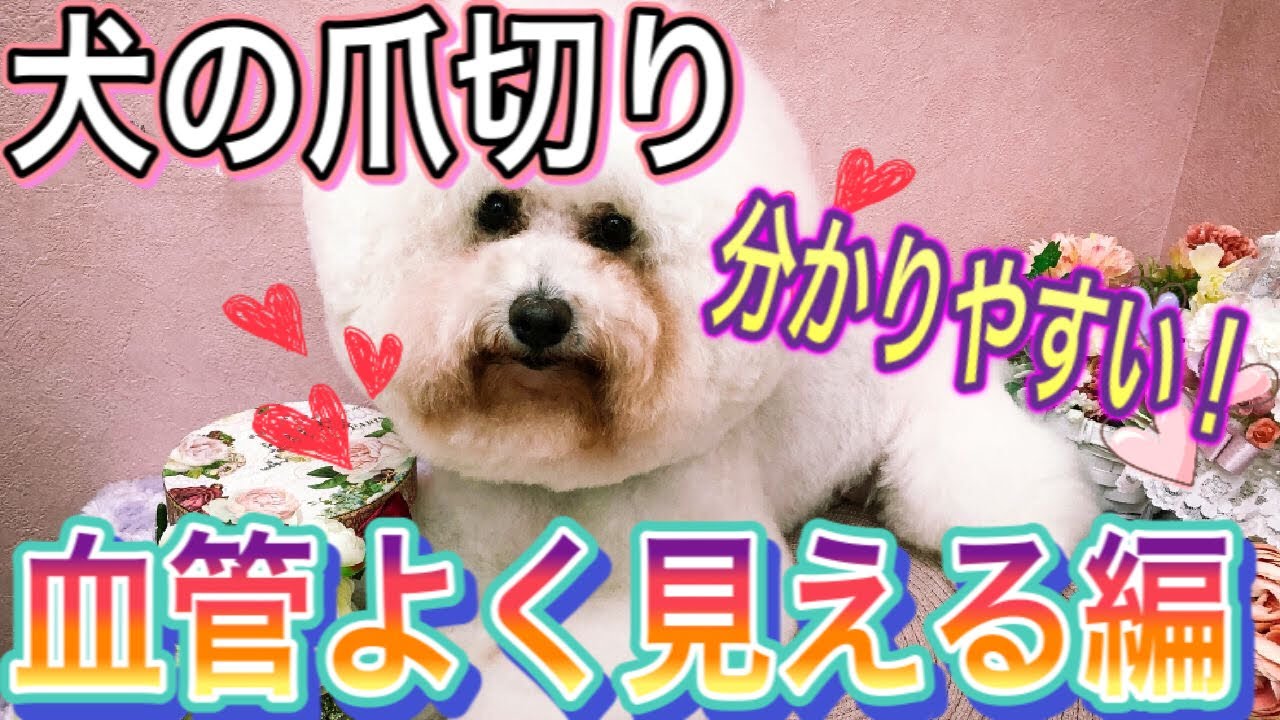 【犬の爪切り方】これを見れば分かる！白い爪の爪切りを獣医師が解説