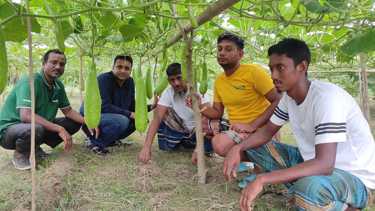 হাইব্রিড লাউ চাষ || মেটাল সীডের নাইচ গ্রীন - Bottle gourd cultivation.