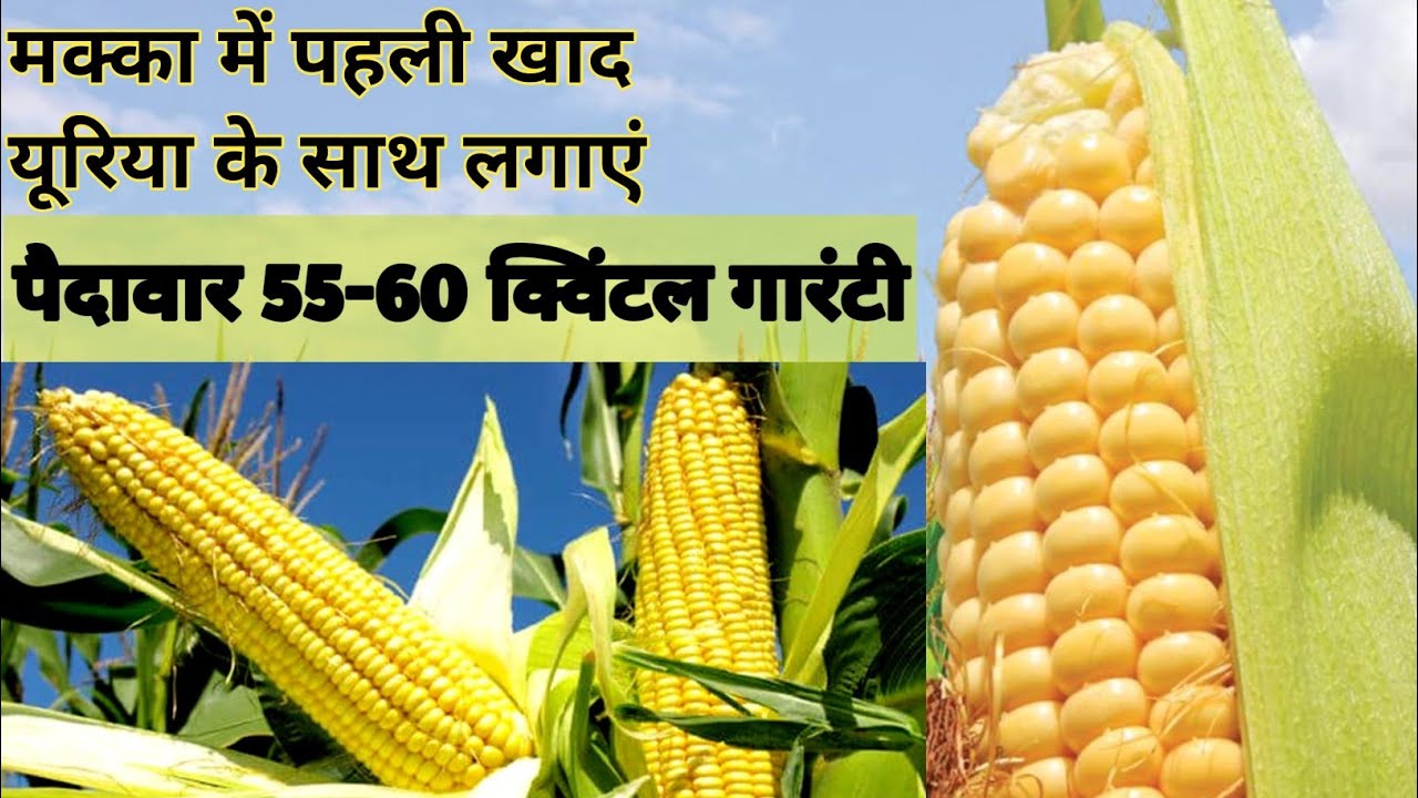 मक्का में पहला पानी और पहली कब दें || खाद डालने से पहले कर लें यह काम 
