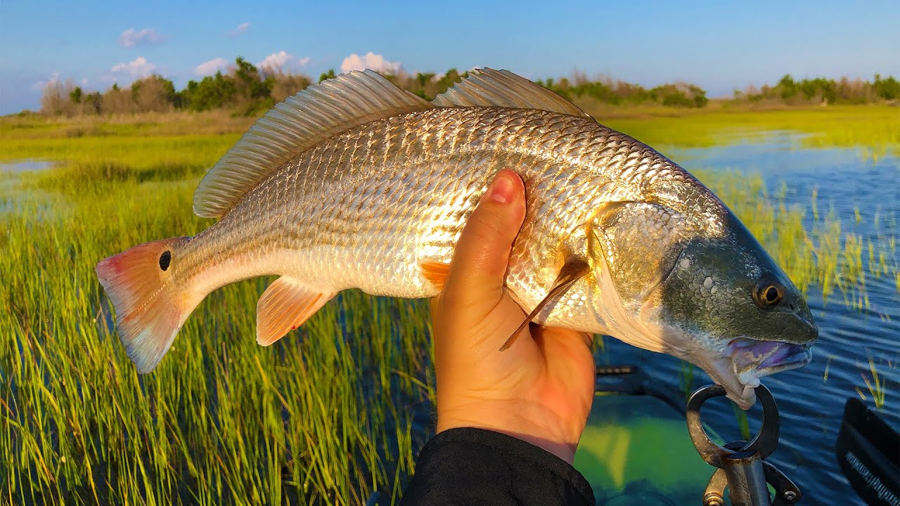 Catching REDFISH at Hightide Pushing up in the Grass Lines out of the Hobie Pro Angler 360