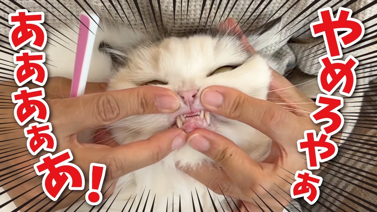 病院の先生に猫も歯みがきした方がいいと言われたのでやってみたらとんでもないオチになりました【関西弁でしゃべる猫】【猫アテレコ】