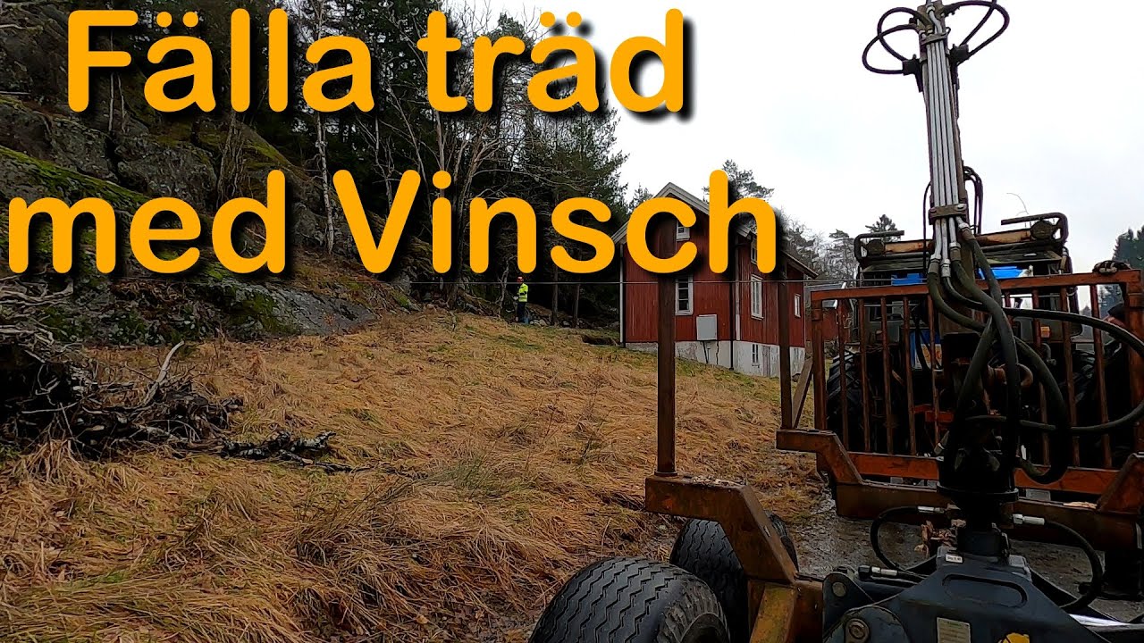 Fäller träd med vinsch (Fälla träd med hjälp av Zetor 7045)