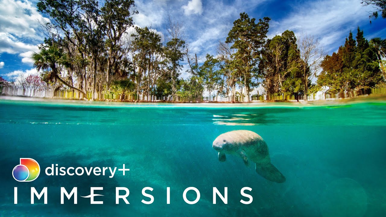 Manatee Spring (Slow TV) | discovery+ Immersions