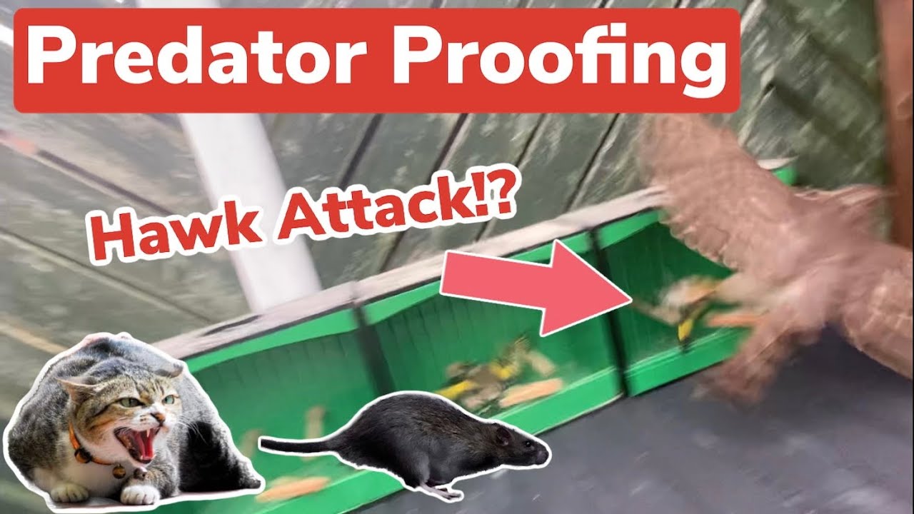 HAWK ATTACK?! | Predator and vermin proofing your aviary