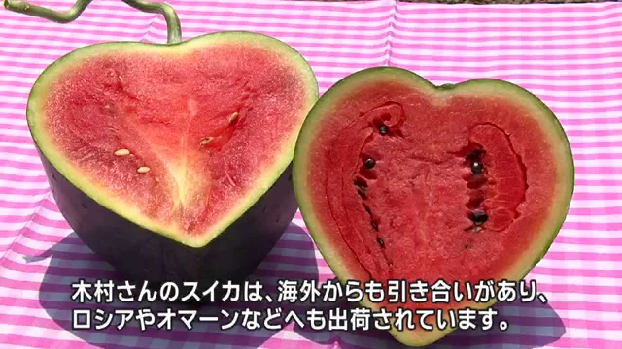 熊本はスイカがうまい県！　Kumamoto Prefecture, whose watermelons are the tastiest!